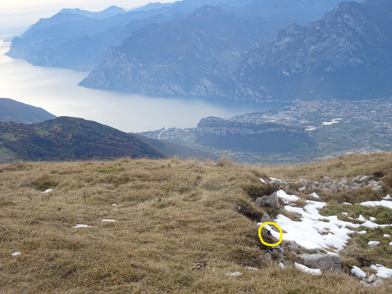 Phoenicurus ochruros - Muscicapidae